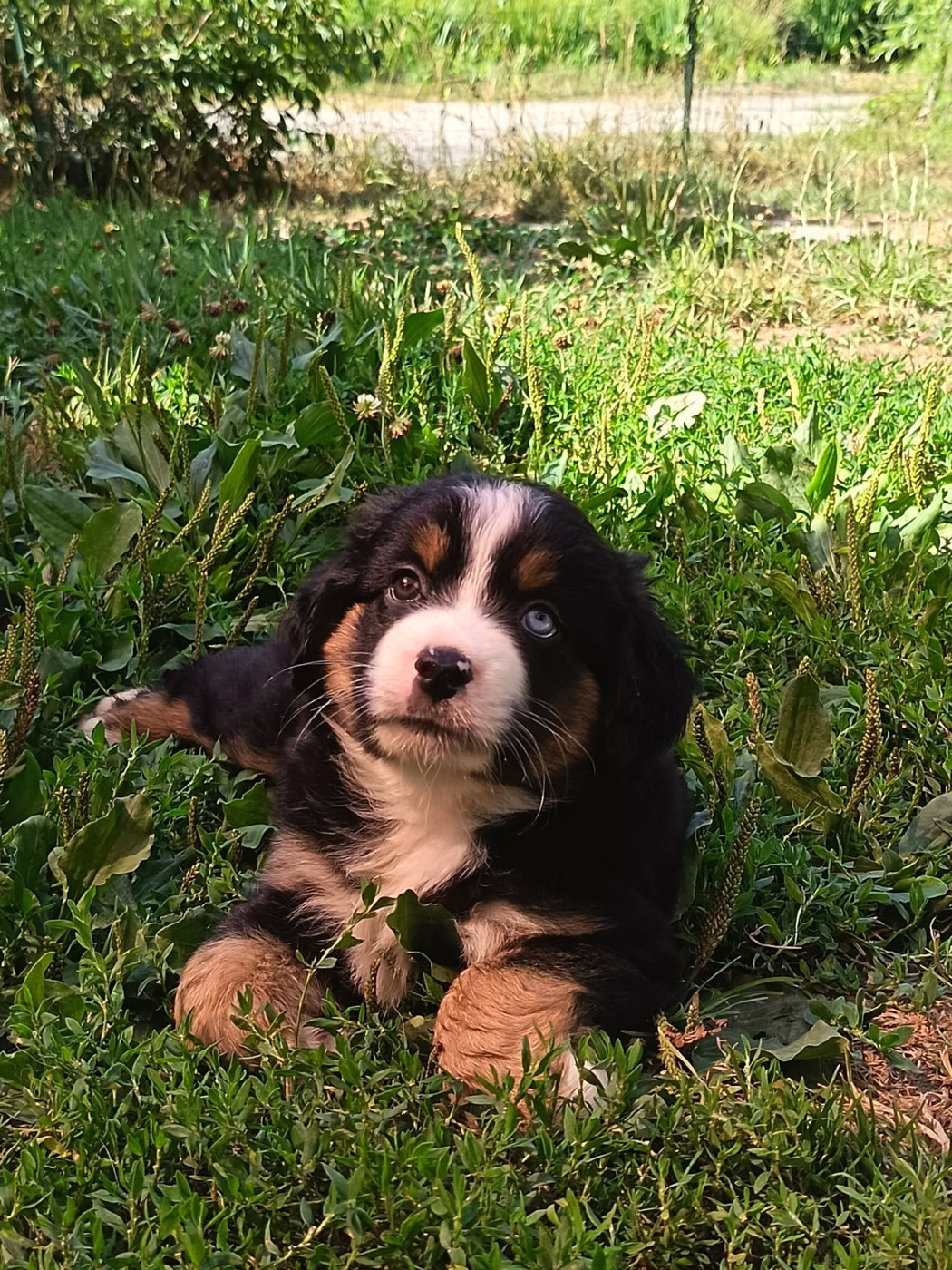 Mankadell - Chiots disponibles - Berger Américain Miniature 