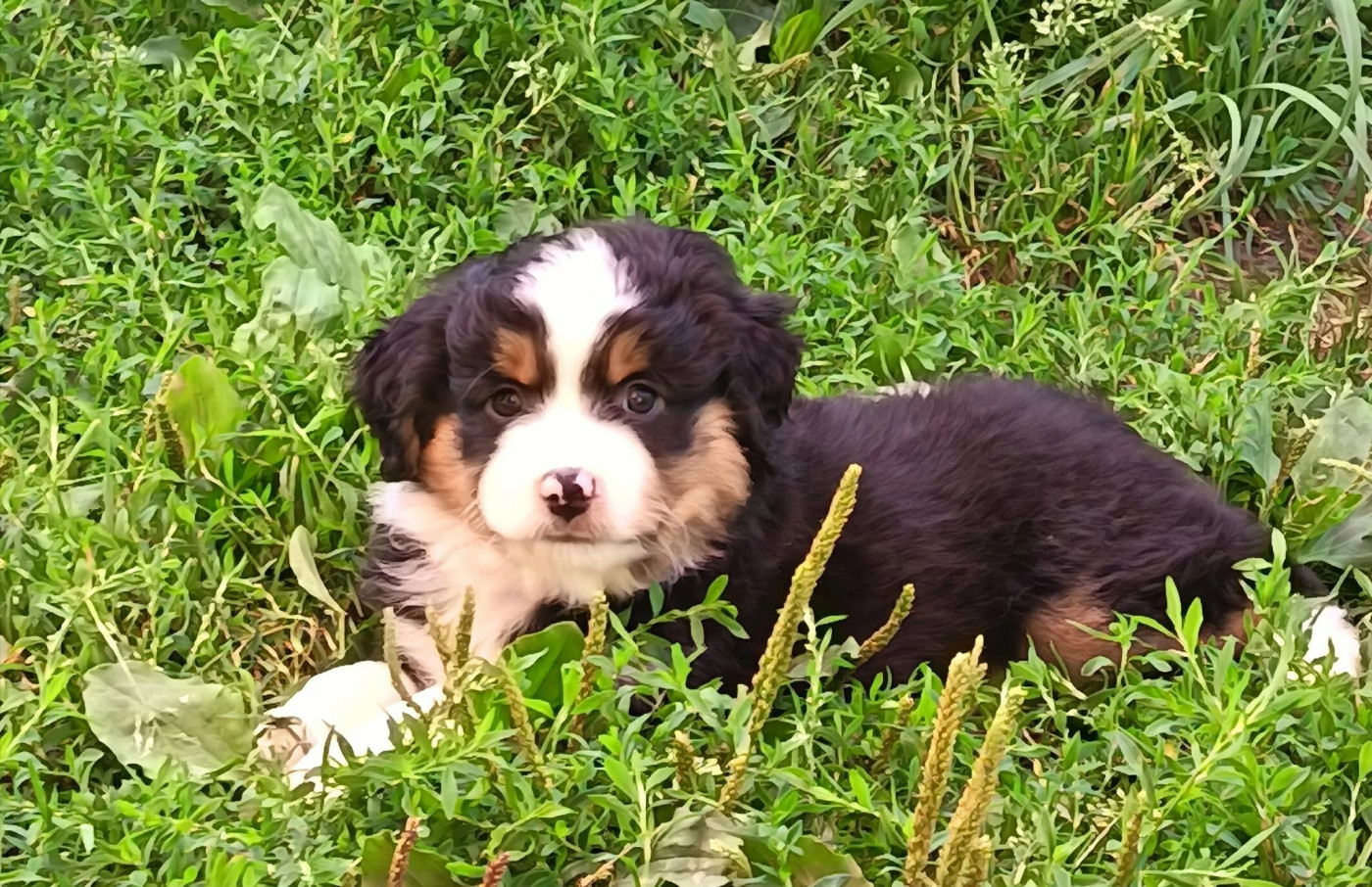 Mankadell - Chiots disponibles - Berger Américain Miniature 