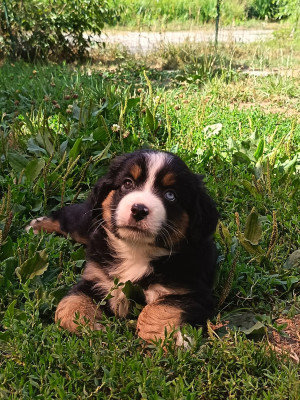 baloo