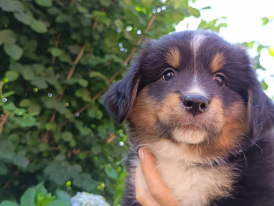 Chiot N°4