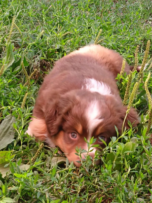 Chiot N°5